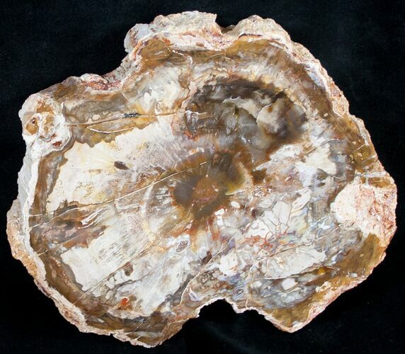 Beautiful Araucaria Petrified Wood Slice - #9570